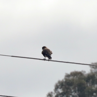 Falco berigora (Brown Falcon) at Tuggeranong, ACT - 2 Aug 2023 by KMcCue