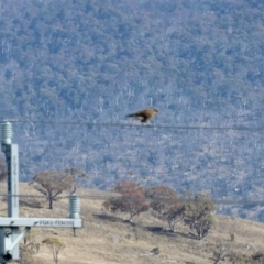 Falco berigora at Tuggeranong, ACT - 2 Aug 2023 11:27 AM