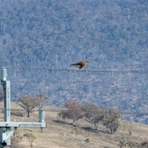 Falco berigora at Tuggeranong, ACT - 2 Aug 2023