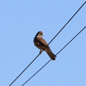 Falco berigora at Morans Crossing, NSW - 3 Aug 2023