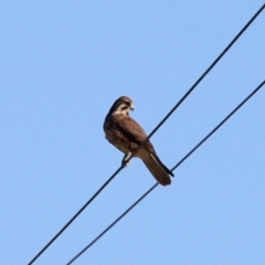Falco berigora (Brown Falcon) at Morans Crossing, NSW - 3 Aug 2023 by KMcCue