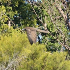 Falco berigora at Morans Crossing, NSW - 3 Aug 2023