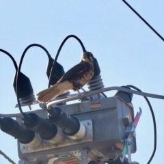 Falco berigora at Morans Crossing, NSW - 3 Aug 2023