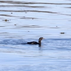 Phalacrocorax sulcirostris (Little Black Cormorant) at Merimbula, NSW - 3 Aug 2023 by KMcCue