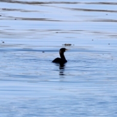 Phalacrocorax sulcirostris at Merimbula, NSW - 3 Aug 2023