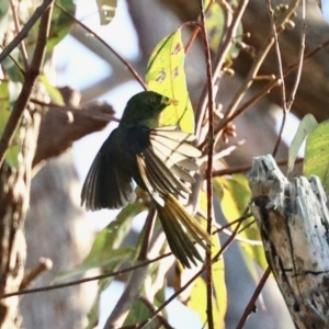 Manorina melanophrys at Merimbula, NSW - 3 Aug 2023