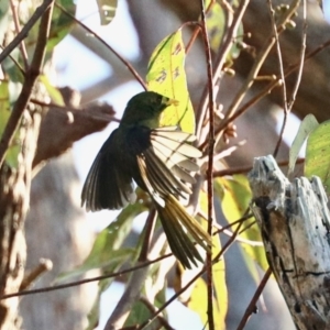 Manorina melanophrys at Merimbula, NSW - 3 Aug 2023 10:59 AM
