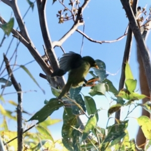 Manorina melanophrys at Merimbula, NSW - 3 Aug 2023