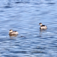 Poliocephalus poliocephalus (Hoary-headed Grebe) at Merimbula, NSW - 3 Aug 2023 by KMcCue