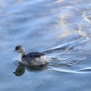 Poliocephalus poliocephalus at Merimbula, NSW - 3 Aug 2023