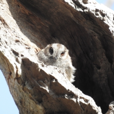 Aegotheles cristatus (Australian Owlet-nightjar) at Kambah, ACT - 4 Aug 2023 by HelenCross