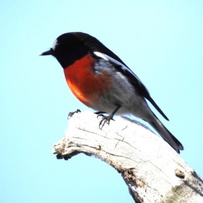 Petroica boodang (Scarlet Robin) at Lions Youth Haven - Westwood Farm A.C.T. - 4 Aug 2023 by HelenCross