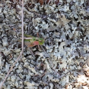 Perala viridis at Throsby, ACT - 4 Aug 2023