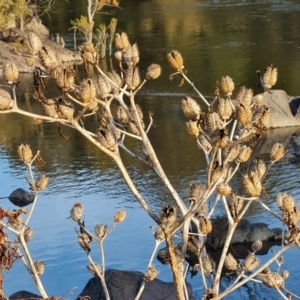 Datura stramonium at Greenway, ACT - 4 Aug 2023