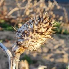 Datura stramonium at Greenway, ACT - 4 Aug 2023