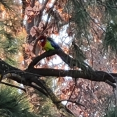 Platycercus eximius (Eastern Rosella) at Greenway, ACT - 4 Aug 2023 by Mike