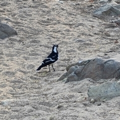 Grallina cyanoleuca (Magpie-lark) at Pine Island to Point Hut - 4 Aug 2023 by Mike