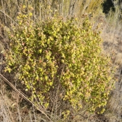 Correa reflexa var. reflexa (Common Correa, Native Fuchsia) at Pine Island to Point Hut - 4 Aug 2023 by Mike