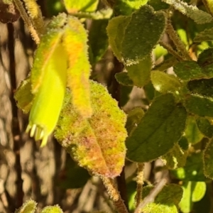 Correa reflexa var. reflexa at Greenway, ACT - 4 Aug 2023