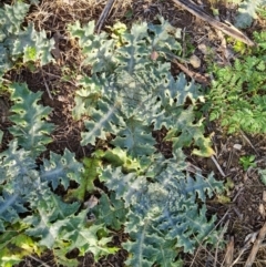 Onopordum acanthium (Scotch Thistle) at Pine Island to Point Hut - 4 Aug 2023 by Mike