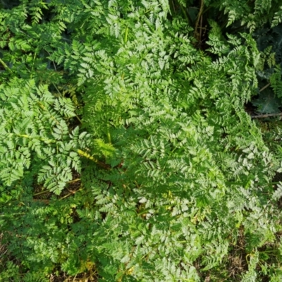 Conium maculatum (Hemlock) at Pine Island to Point Hut - 4 Aug 2023 by Mike