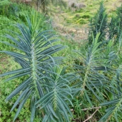 Euphorbia lathyris (Caper Spurge) at Greenway, ACT - 4 Aug 2023 by Mike