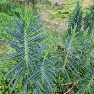 Euphorbia lathyris at Greenway, ACT - 4 Aug 2023