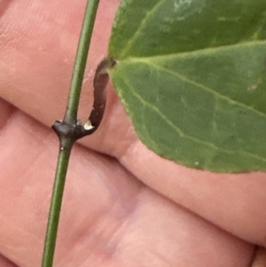 Vincetoxicum barbatum at Kangaroo Valley, NSW - 4 Aug 2023 04:56 PM