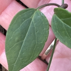 Vincetoxicum barbatum at Kangaroo Valley, NSW - 4 Aug 2023 04:56 PM