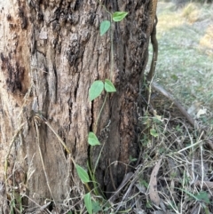 Vincetoxicum barbatum at Kangaroo Valley, NSW - 4 Aug 2023 04:56 PM