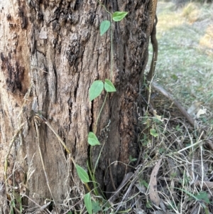 Vincetoxicum barbatum at Kangaroo Valley, NSW - 4 Aug 2023