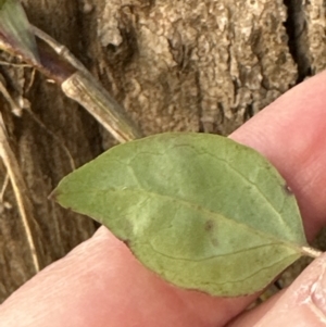 Vincetoxicum barbatum at Kangaroo Valley, NSW - 4 Aug 2023 04:56 PM