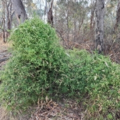 Clematis leptophylla (Small-leaf Clematis, Old Man's Beard) at Pine Island to Point Hut - 4 Aug 2023 by Mike