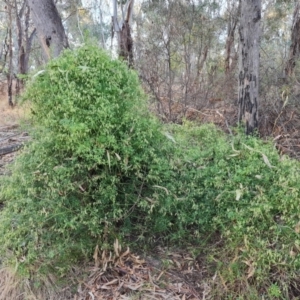 Clematis leptophylla at Greenway, ACT - 4 Aug 2023 04:40 PM