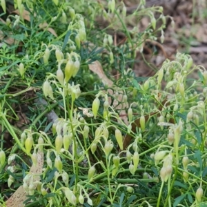 Clematis leptophylla at Greenway, ACT - 4 Aug 2023 04:40 PM