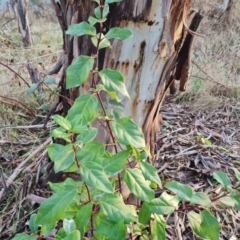 Viburnum tinus (Laurustinus) at Greenway, ACT - 4 Aug 2023 by Mike