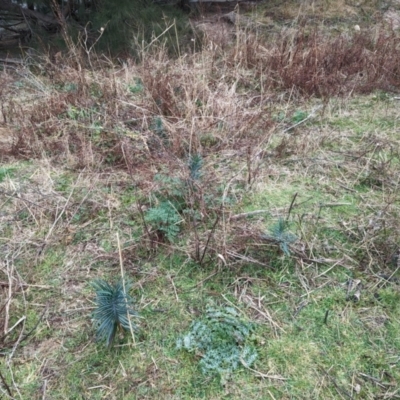 Euphorbia lathyris (Caper Spurge) at Bullen Range - 29 Jul 2023 by HelenCross