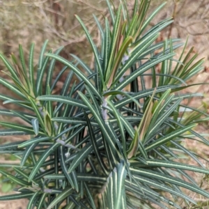 Euphorbia lathyris at Stromlo, ACT - 29 Jul 2023
