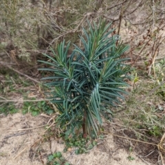 Euphorbia lathyris at Stromlo, ACT - 29 Jul 2023