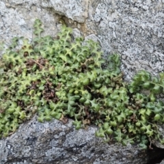 Pleurosorus rutifolius (Blanket Fern) at Cooleman Ridge - 4 Aug 2023 by BethanyDunne