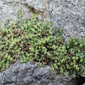 Asplenium subglandulosum at Chapman, ACT - 4 Aug 2023