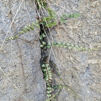 Asplenium flabellifolium (Necklace Fern) at Cooleman Ridge - 4 Aug 2023 by BethanyDunne