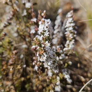 Leucopogon attenuatus at Cotter River, ACT - 25 Jul 2023