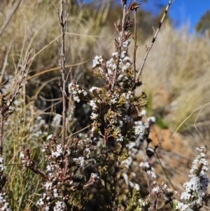 Leucopogon attenuatus at Cotter River, ACT - 25 Jul 2023