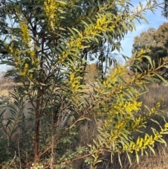 Acacia rubida at Griffith, ACT - 4 Aug 2023