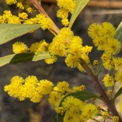 Acacia rubida at Griffith, ACT - 4 Aug 2023