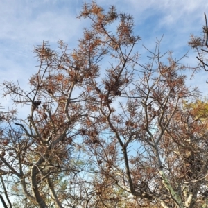 Hakea decurrens subsp. decurrens at Yass River, NSW - 4 Aug 2023