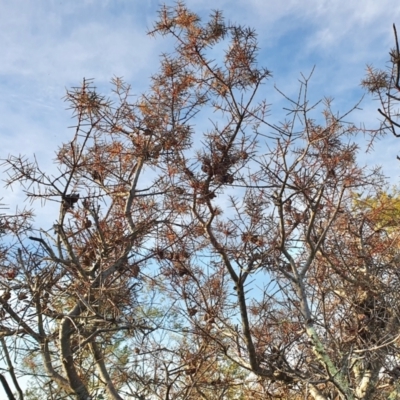 Hakea decurrens subsp. decurrens (Bushy Needlewood) at Rugosa - 4 Aug 2023 by SenexRugosus