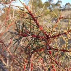 Hakea decurrens subsp. decurrens at Yass River, NSW - 4 Aug 2023 04:27 PM