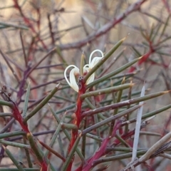 Hakea decurrens subsp. decurrens at Yass River, NSW - 4 Aug 2023